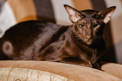 Havana Cat Breed Guide