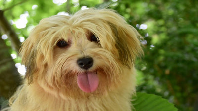 Havanese Breed Guide