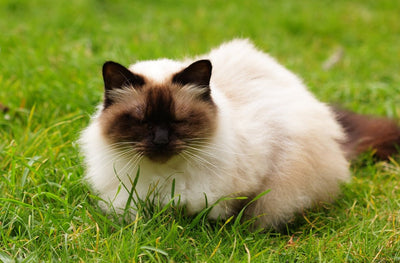 Himalayan Cat Breed Guide