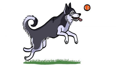 How much exercise does a dog need every day?