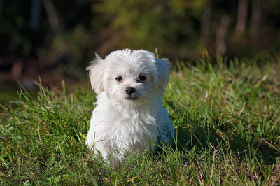 How Often To Worm A Puppy: Complete Guide
