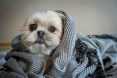 How to calm a dog down