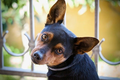 How To Clean a Dog’s Ears