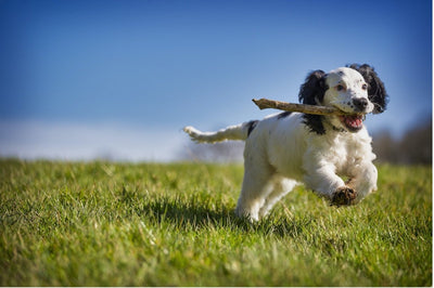 How to Help a Teething Puppy