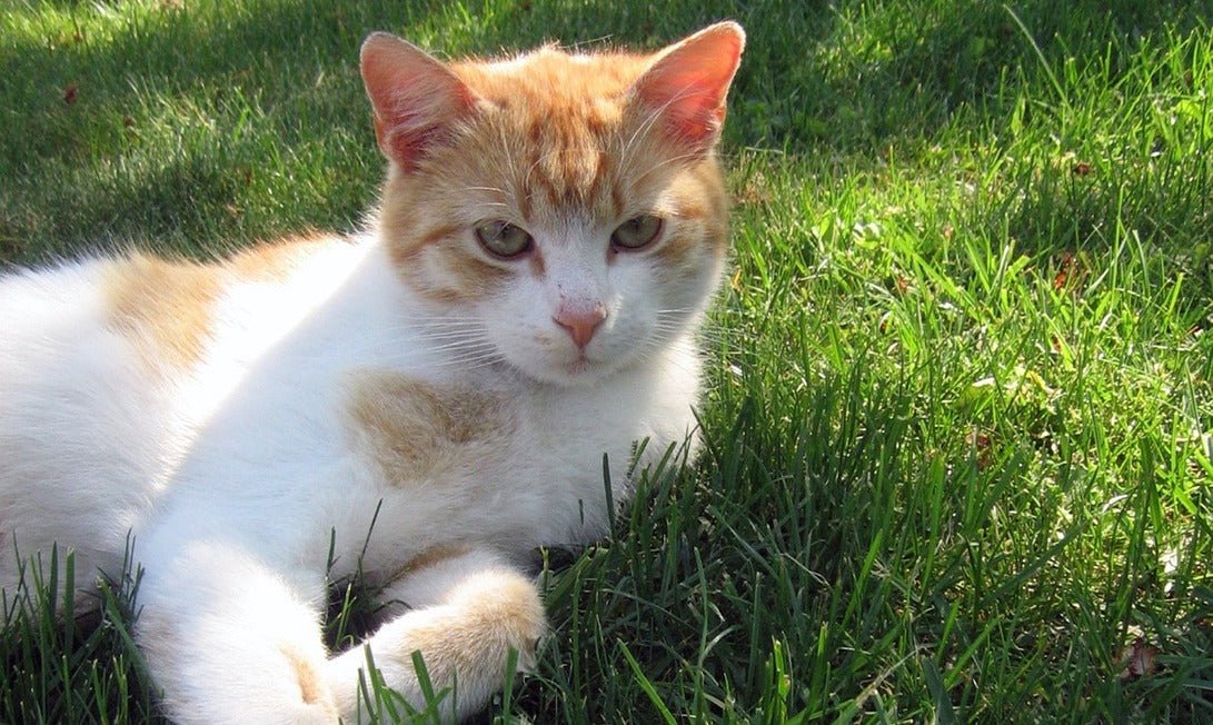 How to keep your cat cool