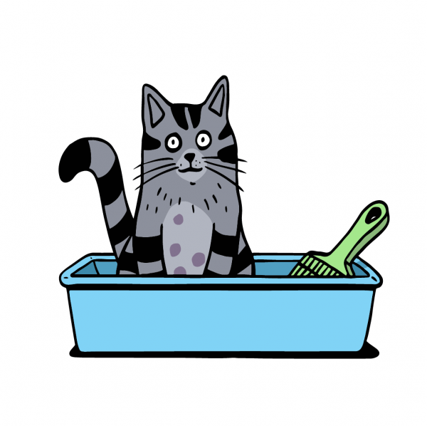 How to litter train a kitten