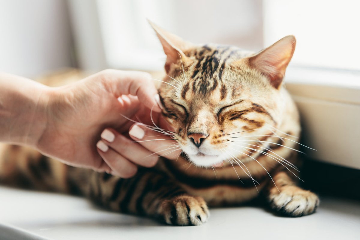 How to Pet a Cat: A Guide to Stroking Your Feline Friend..