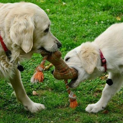 How To Stop a Puppy from Biting