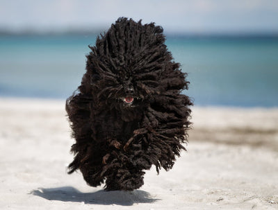 Hungarian Puli Breed Guide