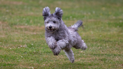 Hungarian Pumi Breed Guide