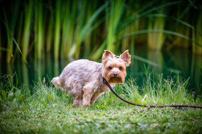 Healthy Dog Poop Chart: In Search of the Perfect Poop