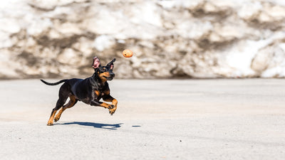 English Toy Terrier Breed Guide