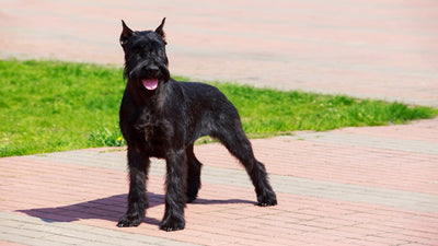 Giant Schnauzer Breed Guide