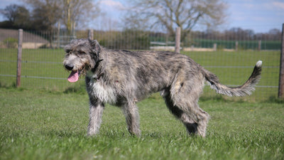 Irish Wolfhound Breed Guide