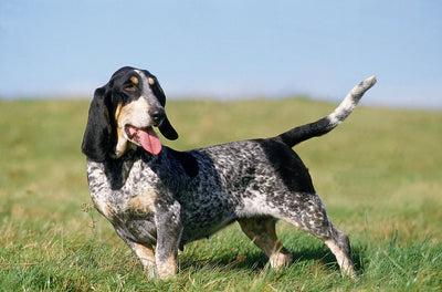 Basset Bleu De Gascogne Breed Guide