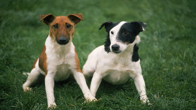 Smooth Fox Terrier Breed Guide