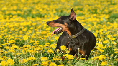 German Pinscher Breed Guide