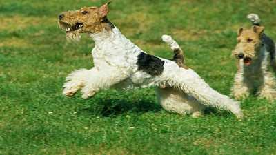 Wire Fox Terrier Breed Guide