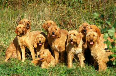 Griffon Fauve De Bretagne Breed Guide