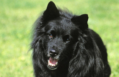 Swedish Lapphund Breed Guide