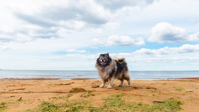 Keeshond Breed Guide