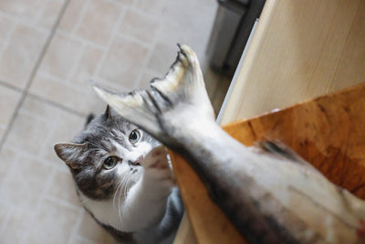 Can cats eat smoked salmon? A Comprehensive Guide