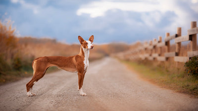 Ibizan Hound Breed Guide