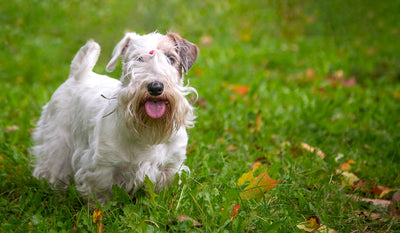 Sealyham Terrier Breed Guide