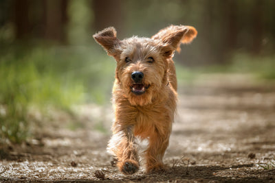 Basset Fauve de Bretagne Breed Guide