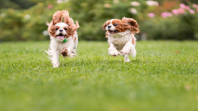 English Toy Spaniel Breed Guide