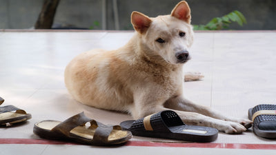 Canaan Dog Breed Guide