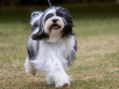 Tibetan Terrier Breed Guide