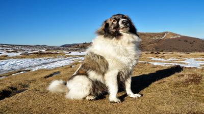 Great Pyrenees Breed Guide