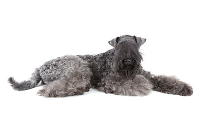 Kerry Blue Terrier Breed Guide