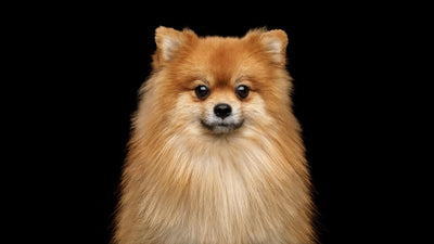 German Spitz Breed Guide