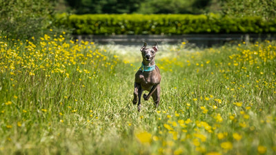 Italian Greyhound Breed Guide