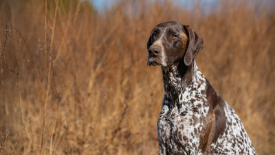 German Shorthaired Pointer Breed Guide