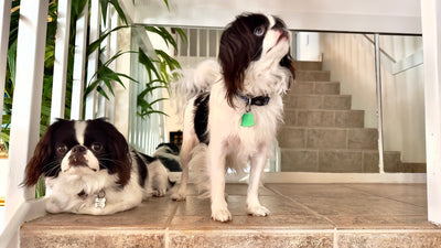 Japanese Chin Breed Guide