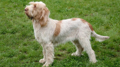 Italian Spinone Breed Guide