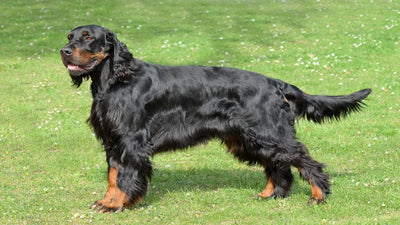 Gordon Setter Breed Guide