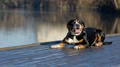 Great Swiss Mountain Dog Breed Guide