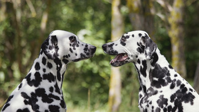 Dalmatian Breed Guide