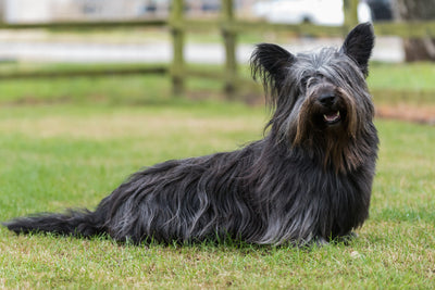 Skye Terrier Breed Guide