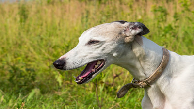 Greyhound Breed Guide