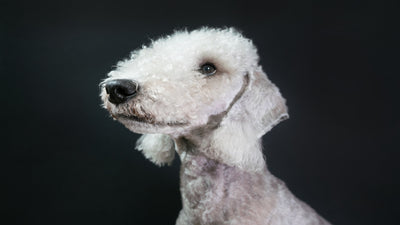 Bedlington Terrier Breed Guide