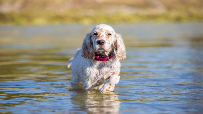 English Setter Breed Guide