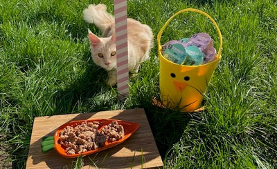 Pet-friendly Easter Recipe