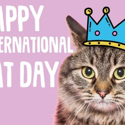 International Cat Day: 5 ways to celebrate