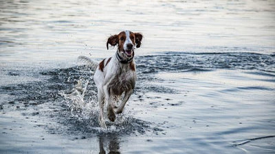 Irish Red and White Setter Breed Guide