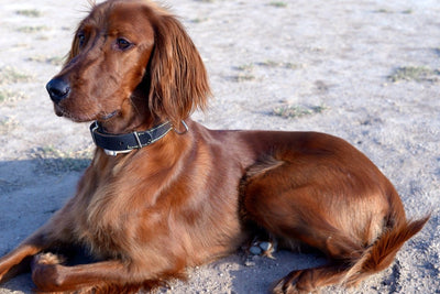 Irish Setter Breed Guide